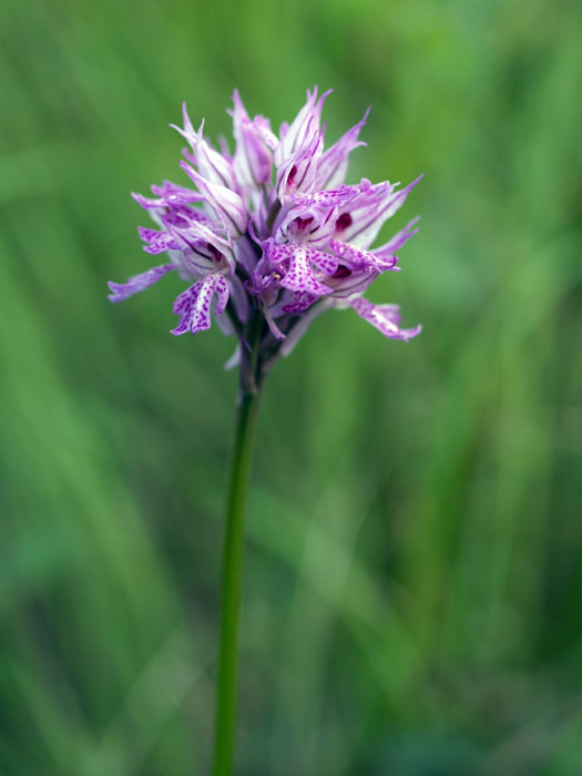 Orchis tridentata